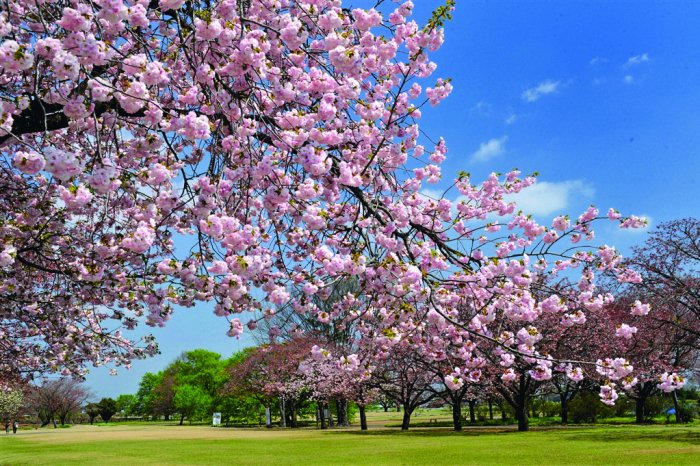 🌸 텐표노오카 공원(덴표노오카 코엔) 이미지 1